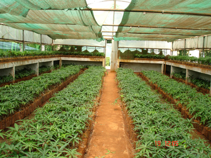 Horticulture Nursery