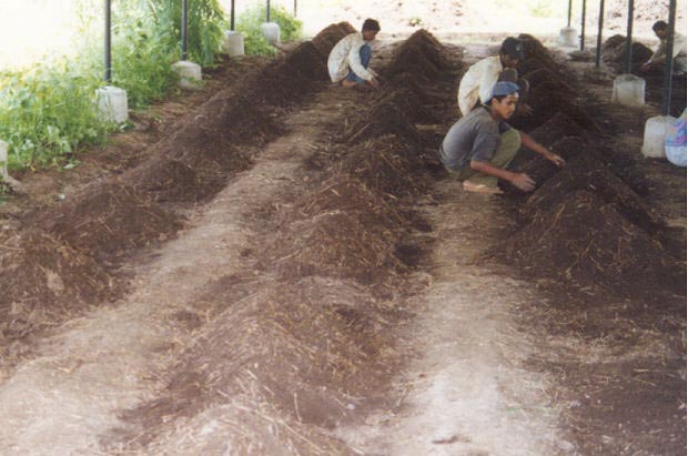 Vermiculture Biotechnology